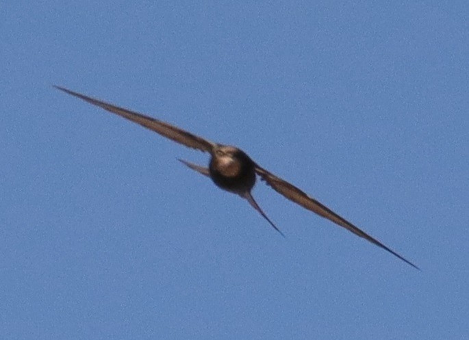 Common Swift - Edmund Bell