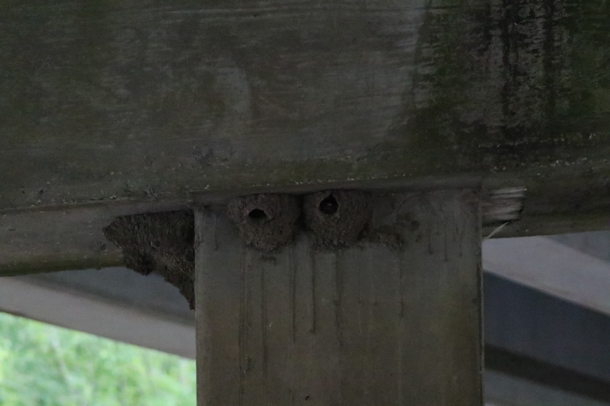 Cliff Swallow - ML620672688