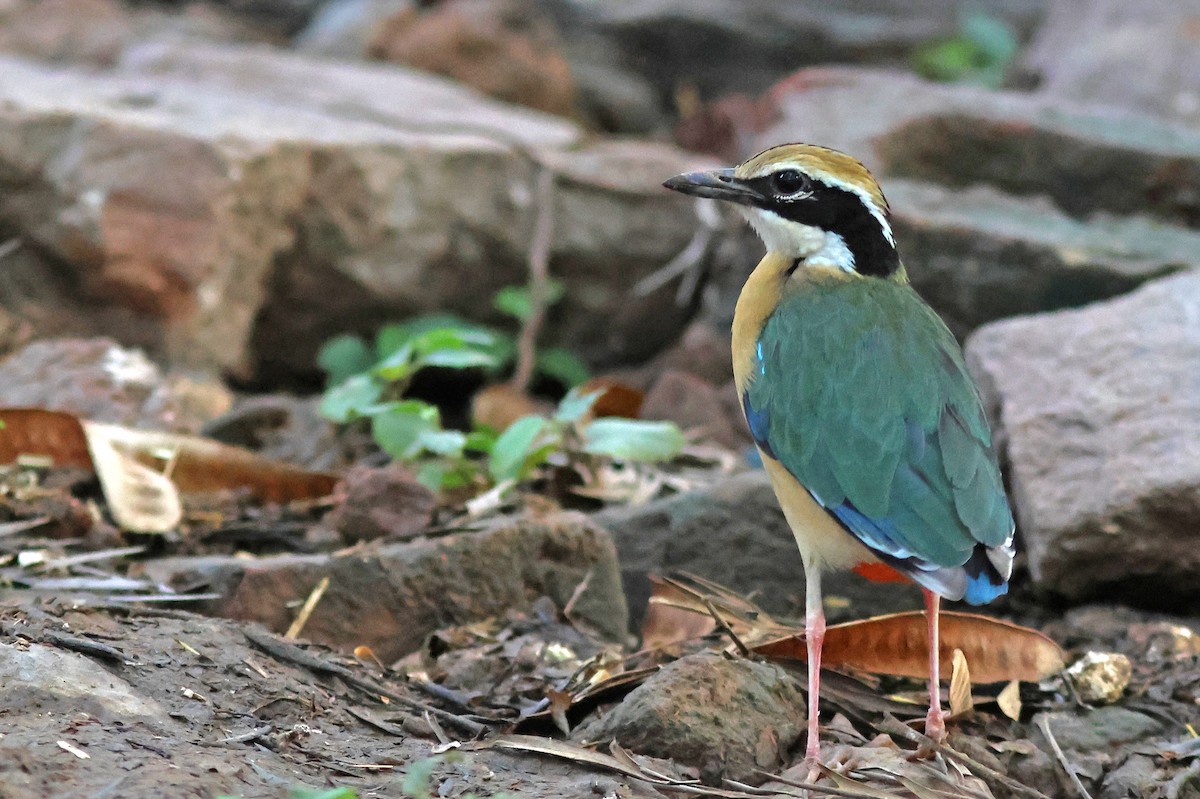 Indian Pitta - ML620672697