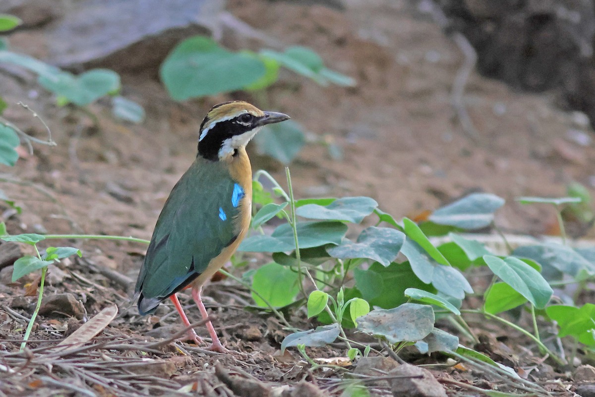 Indian Pitta - ML620672701