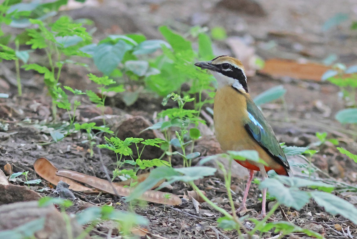 Indian Pitta - ML620672702