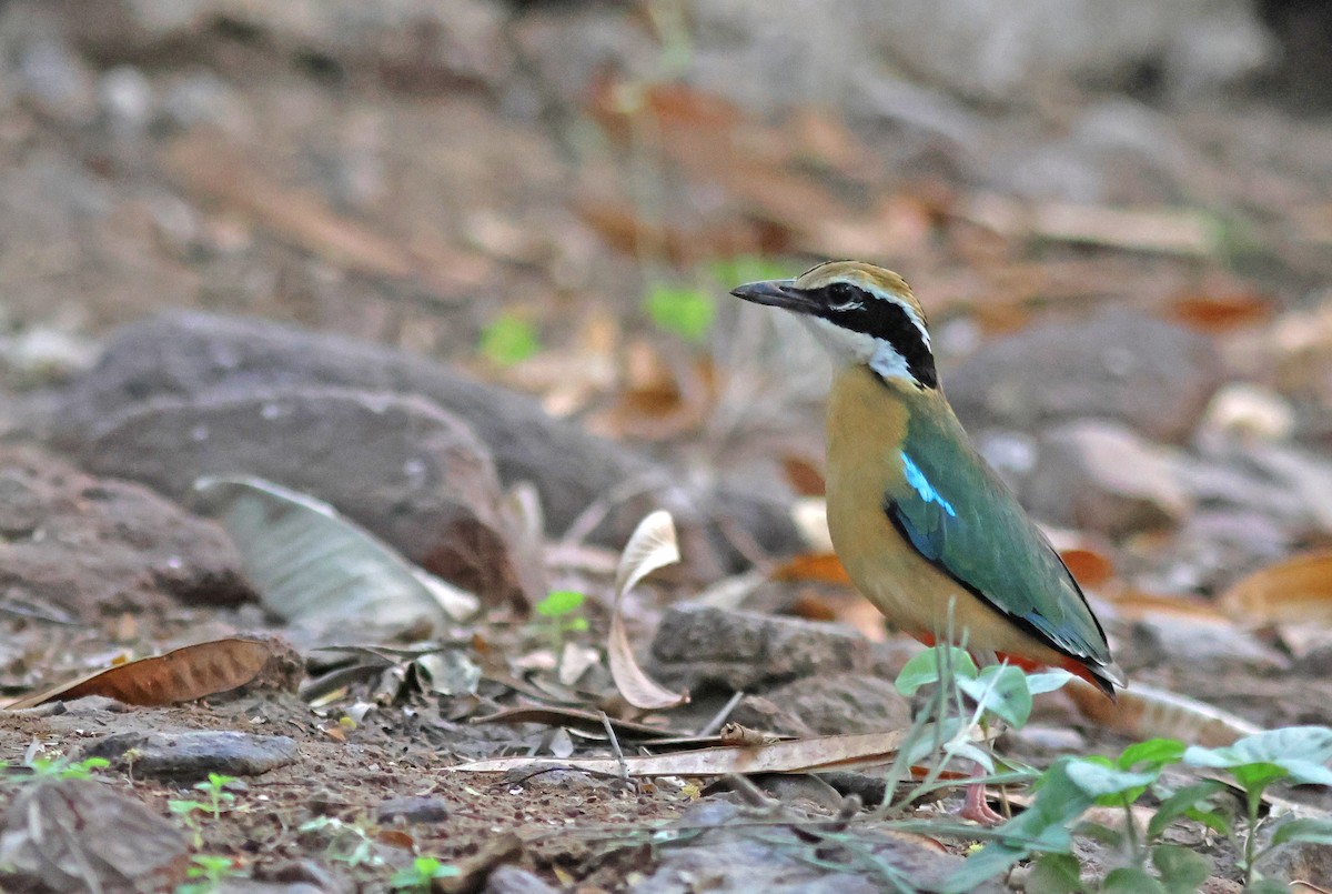 Indian Pitta - ML620672706