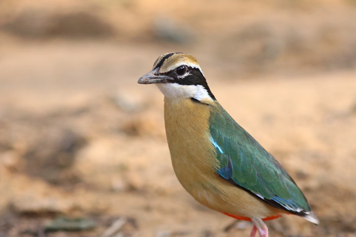 Indian Pitta - PANKAJ GUPTA