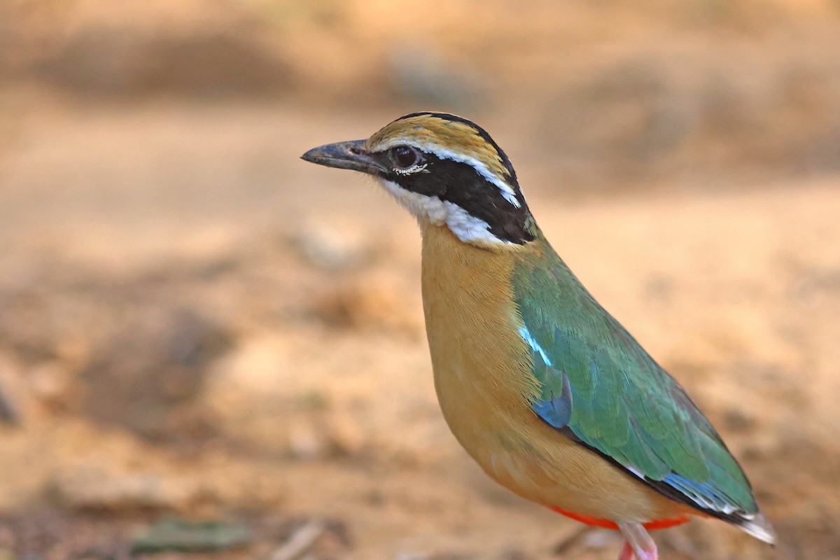 Indian Pitta - ML620672711