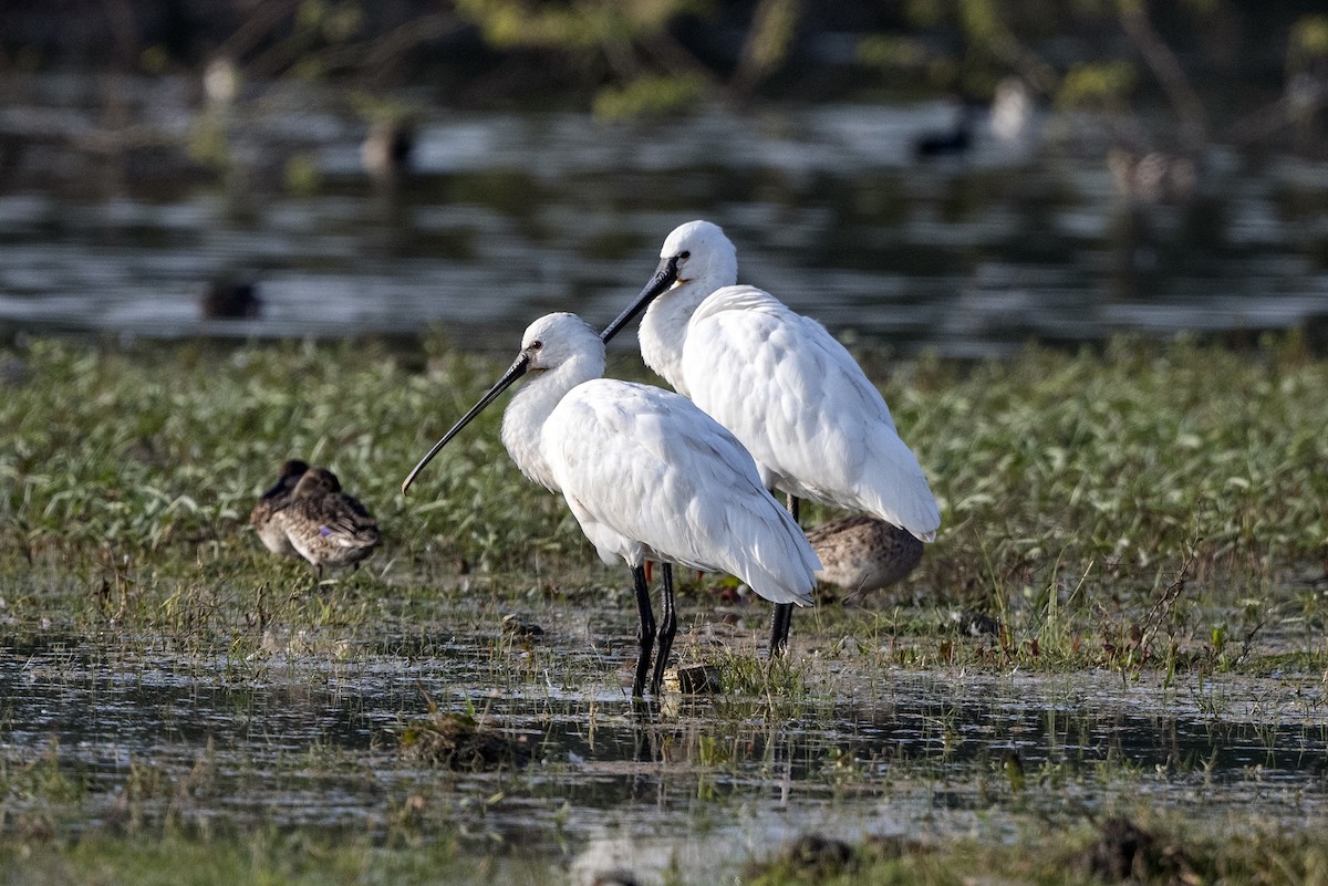 Eurasian Spoonbill - ML620672712