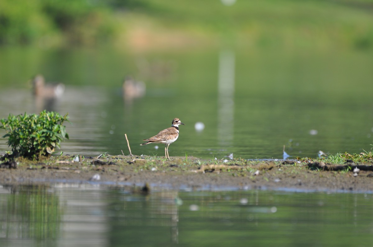 Killdeer - ML620672713