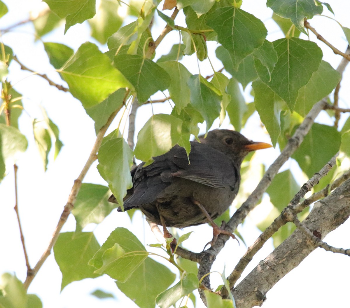 Eurasian Blackbird - ML620672724