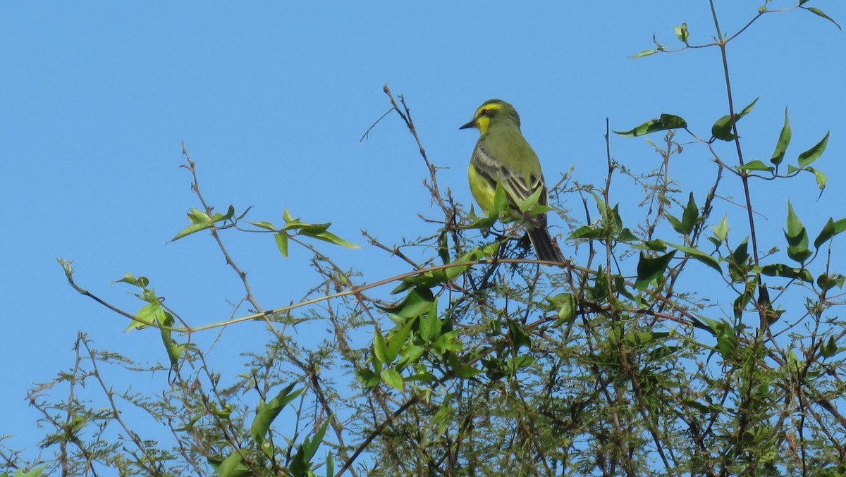 Yellow-browed Tyrant - ML620672729