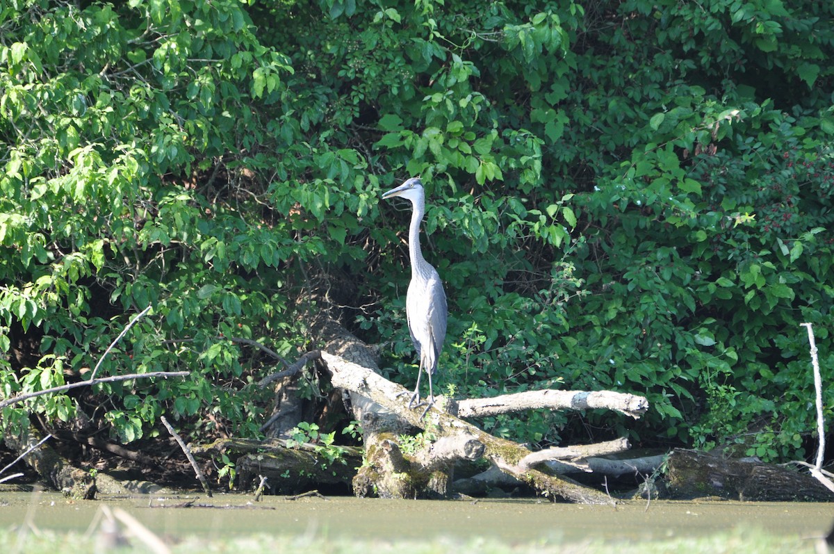 Great Blue Heron - ML620672731