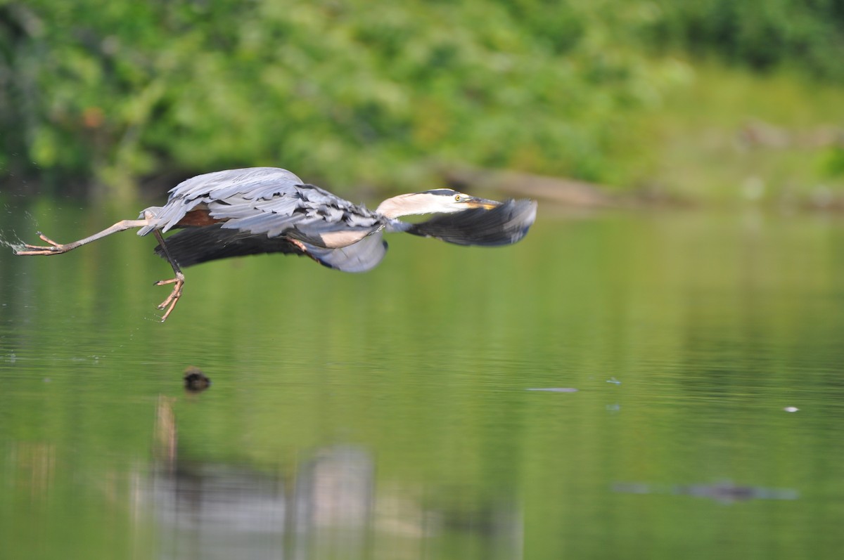 Great Blue Heron - ML620672733