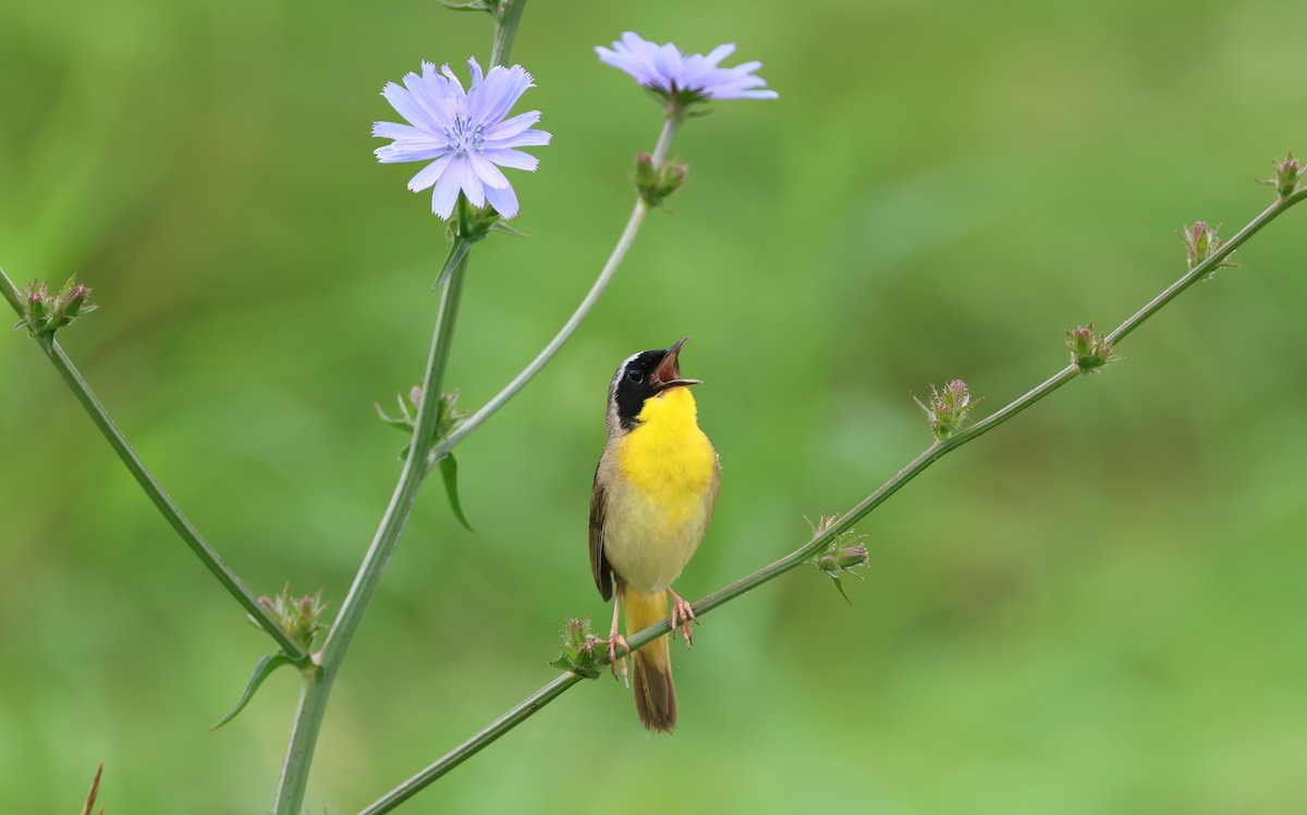 Common Yellowthroat - ML620672737