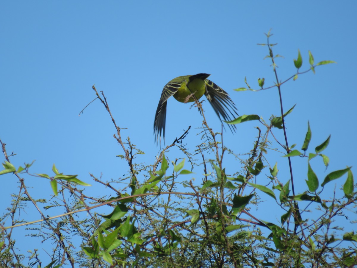 Yellow-browed Tyrant - ML620672738