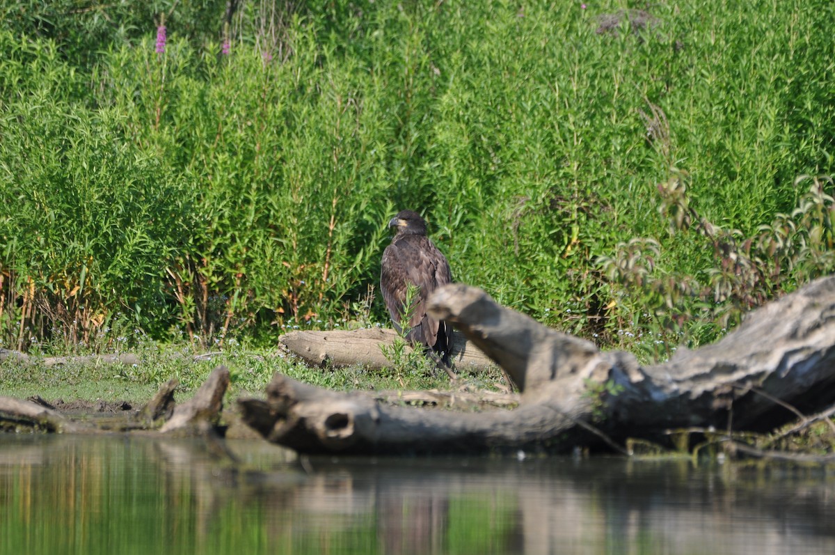 Bald Eagle - ML620672740