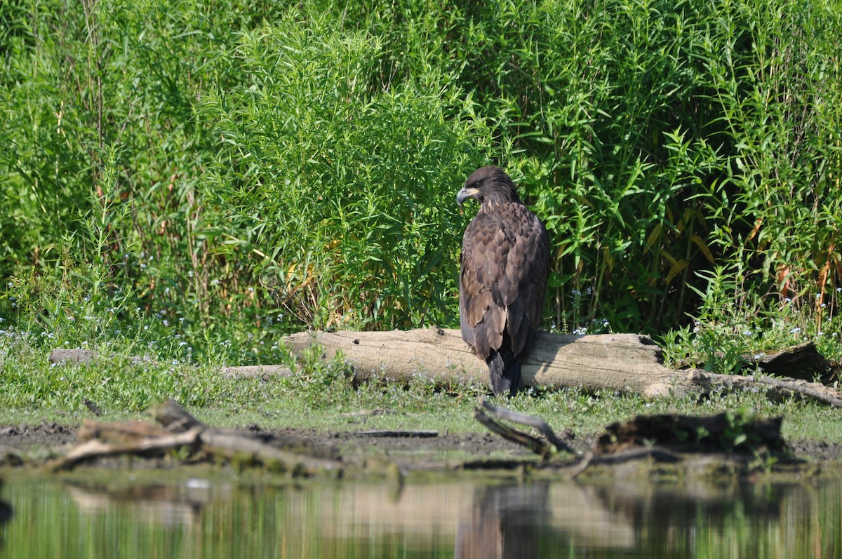 Bald Eagle - ML620672741