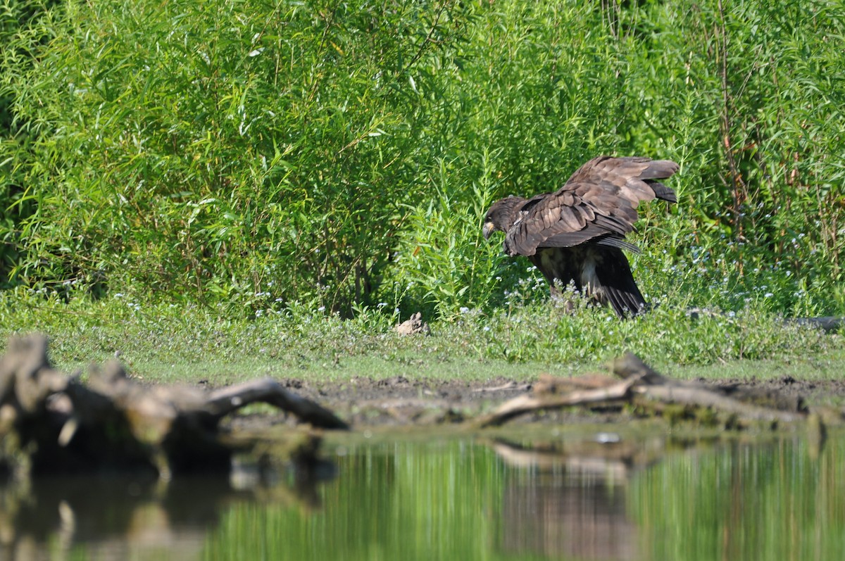 Bald Eagle - ML620672742