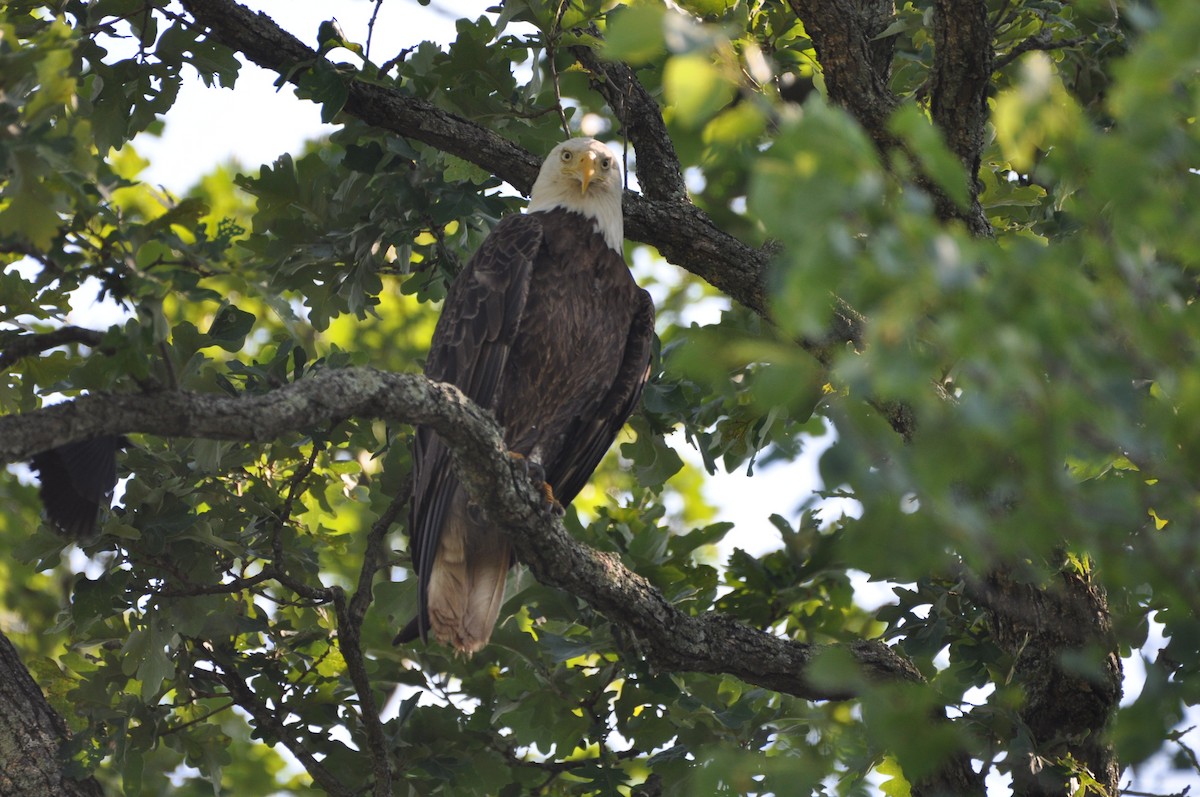 Bald Eagle - David Argent