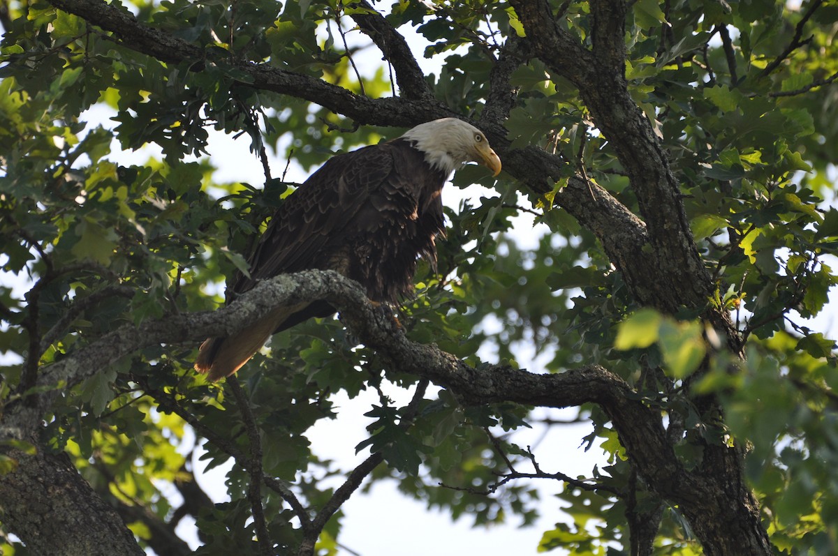 Bald Eagle - ML620672745