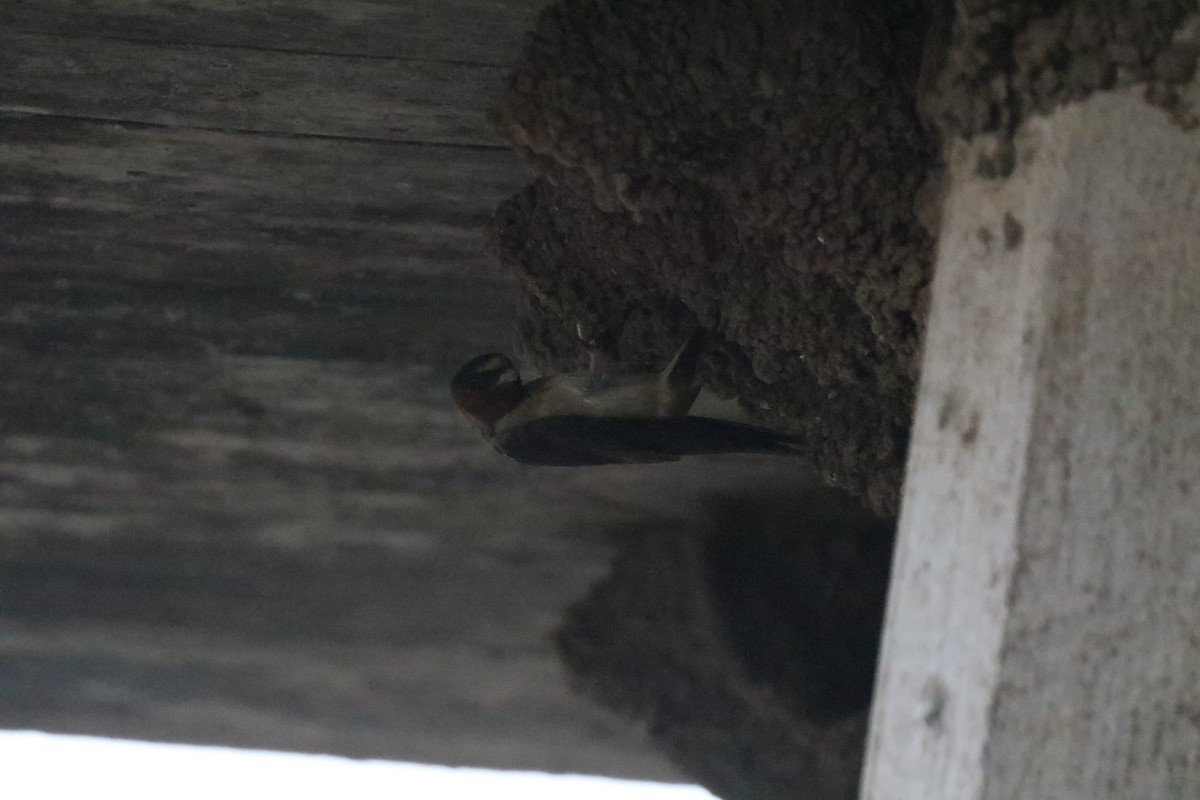 Cliff Swallow - ML620672747