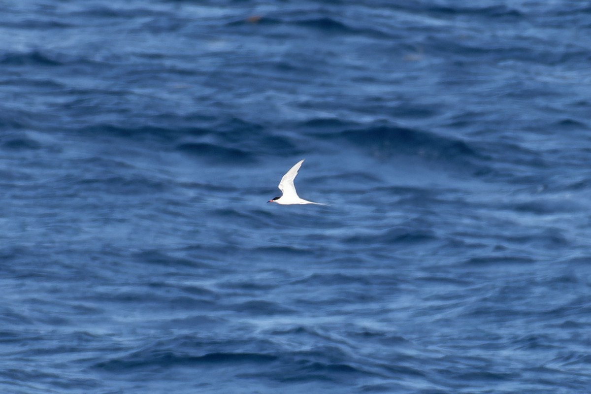 Roseate Tern - ML620672748