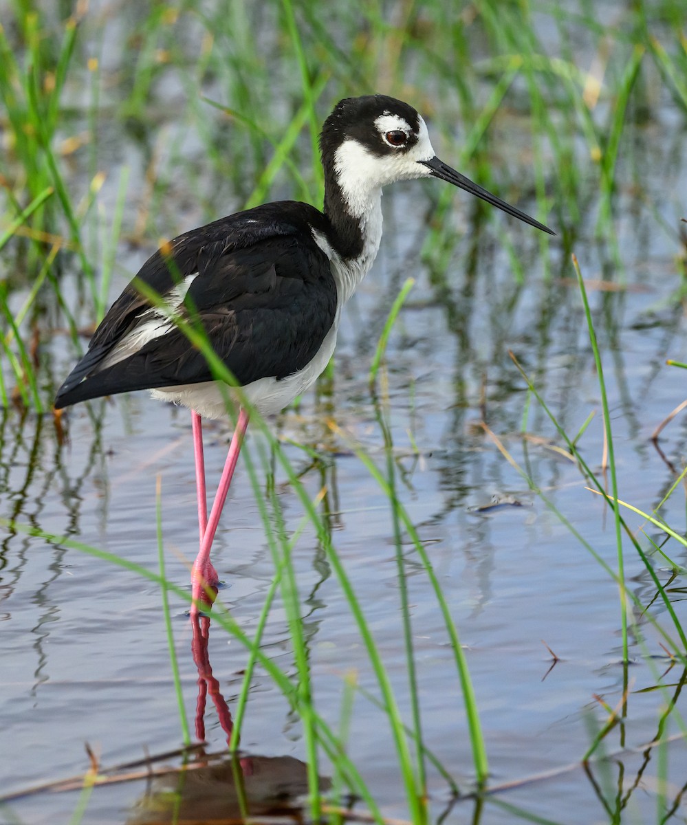 Black-necked Stilt - ML620672750