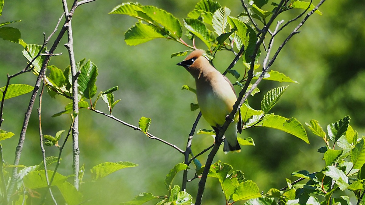 Cedar Waxwing - ML620672752