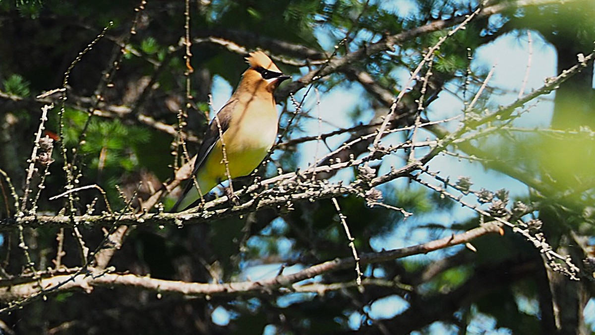 Cedar Waxwing - ML620672753