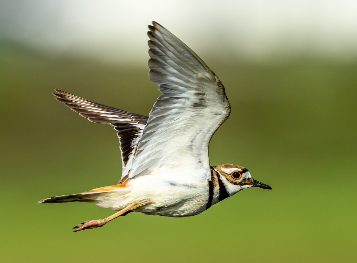 Killdeer - ML620672754