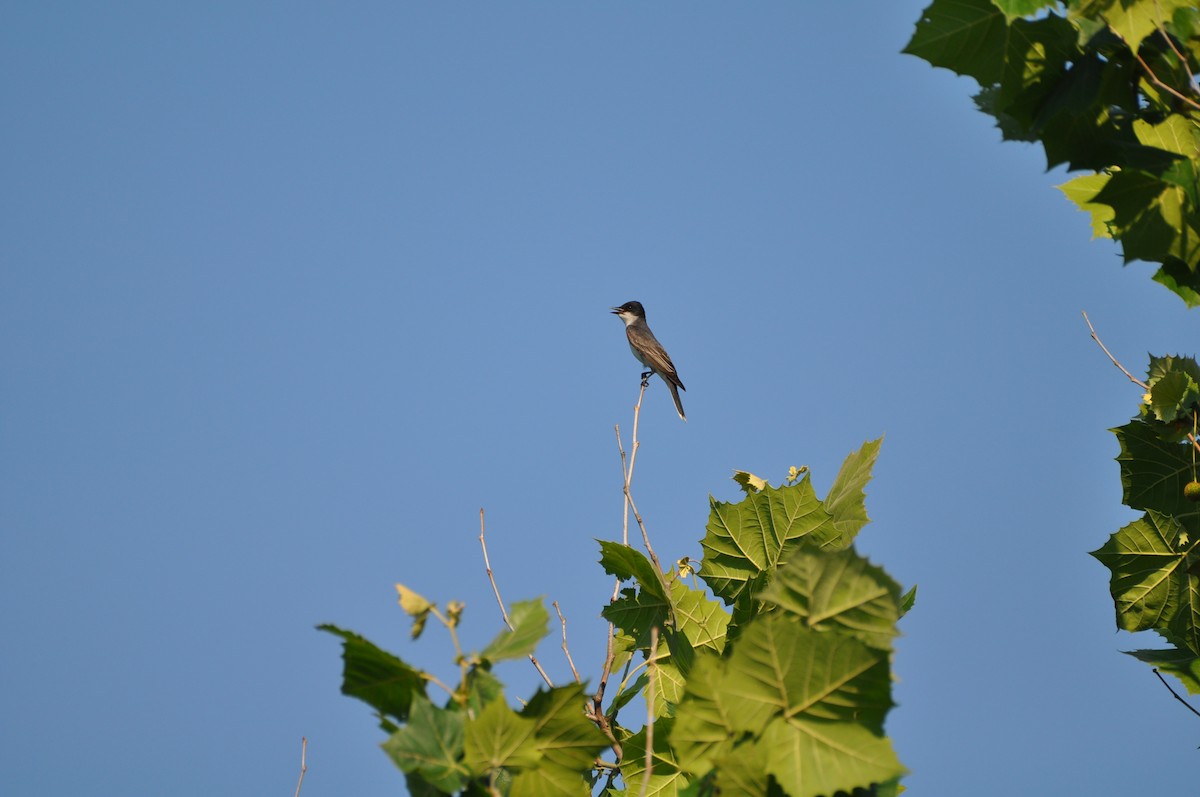 Eastern Kingbird - ML620672755