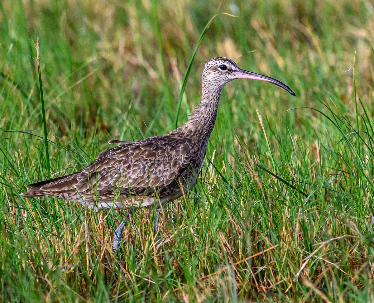 Whimbrel - Scott Holt