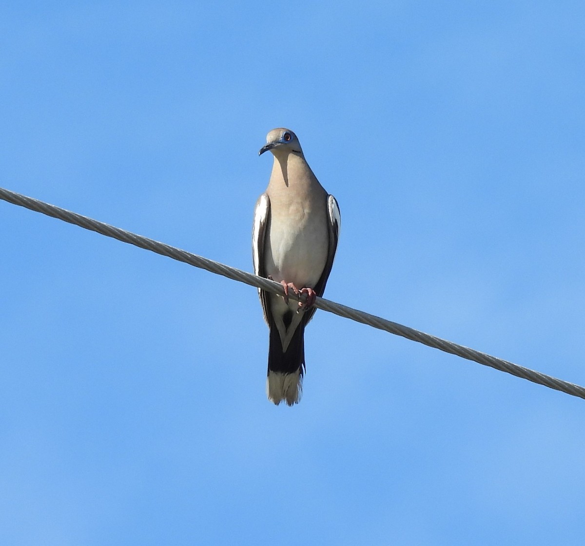 White-winged Dove - ML620672760