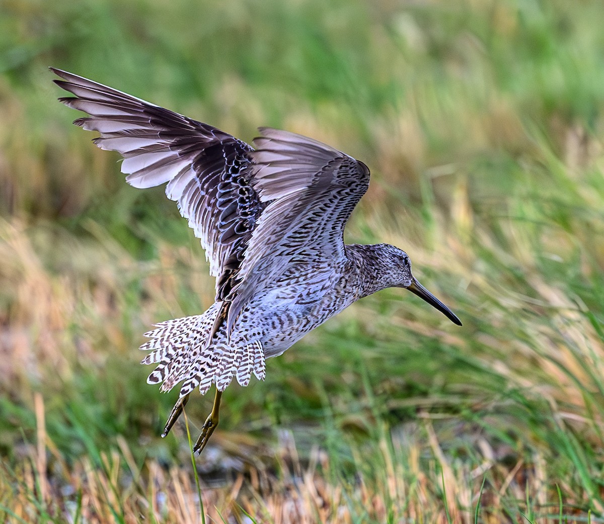 kortnebbekkasinsnipe - ML620672764