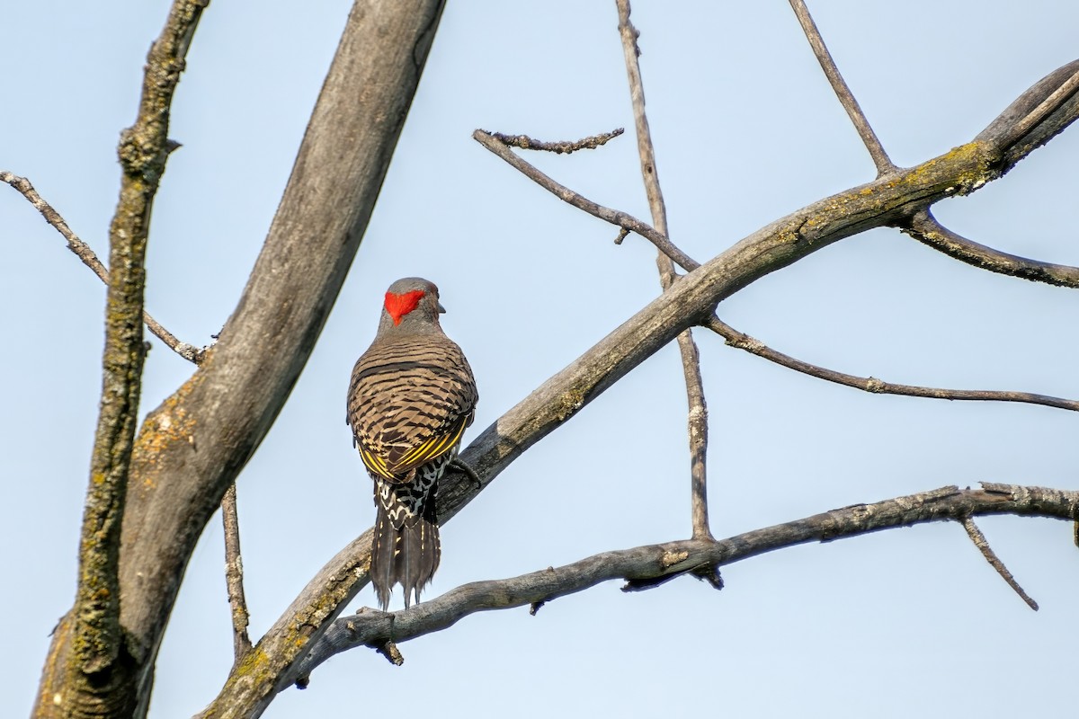 Northern Flicker - ML620672769