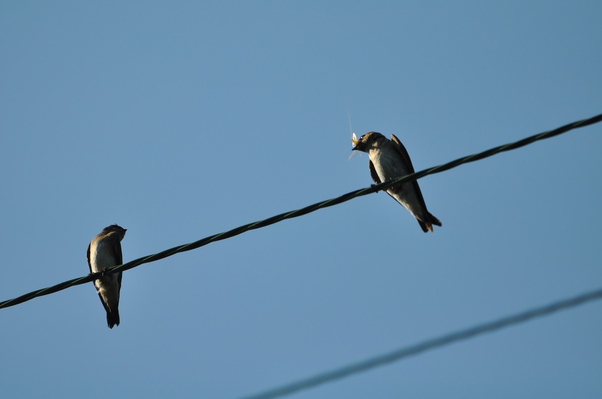 Northern Rough-winged Swallow - ML620672770