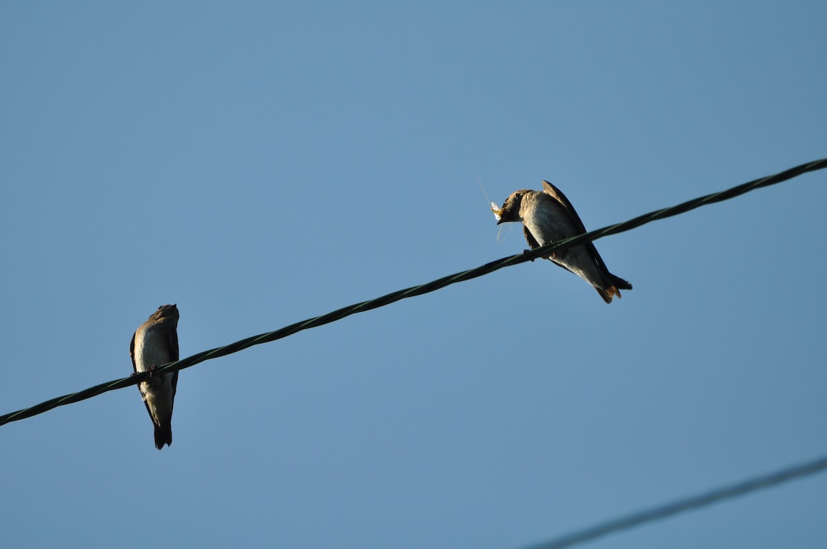 Northern Rough-winged Swallow - ML620672771