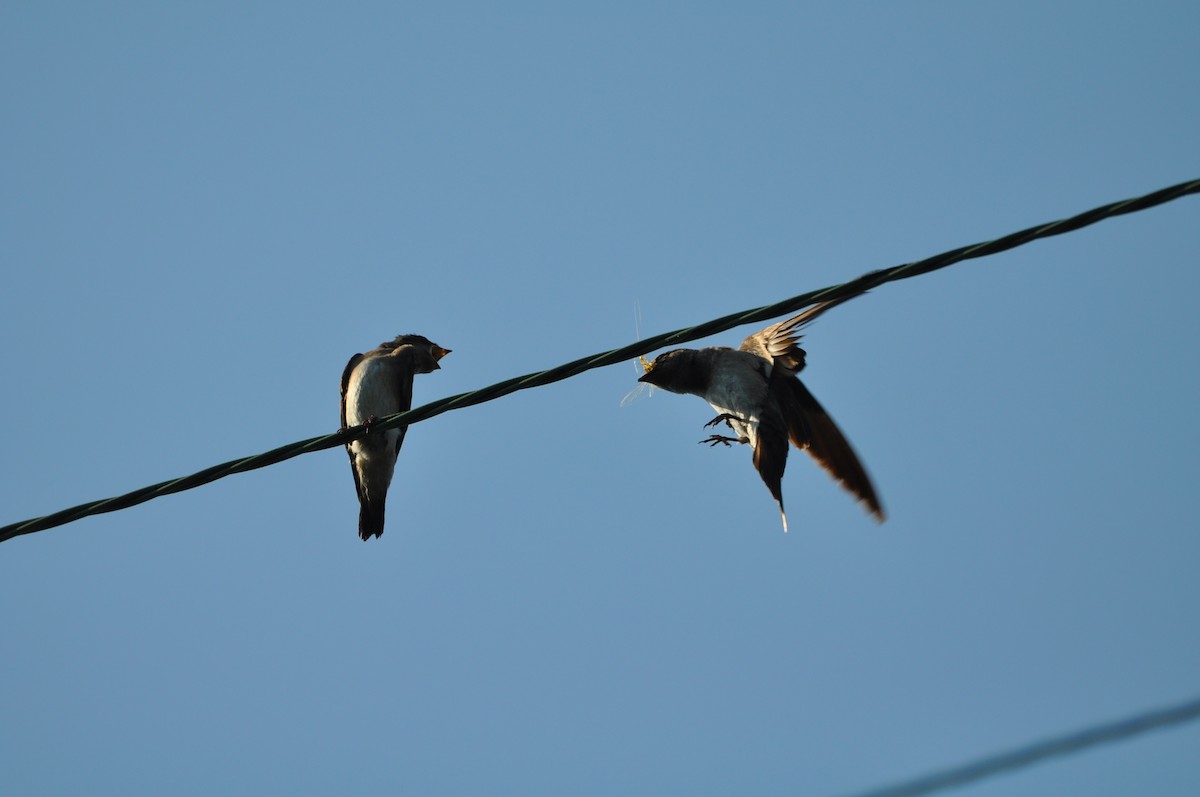 Northern Rough-winged Swallow - ML620672772