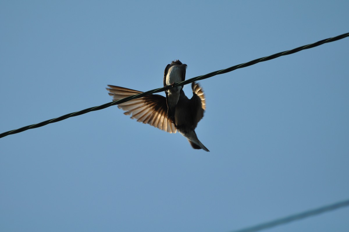 Northern Rough-winged Swallow - ML620672773
