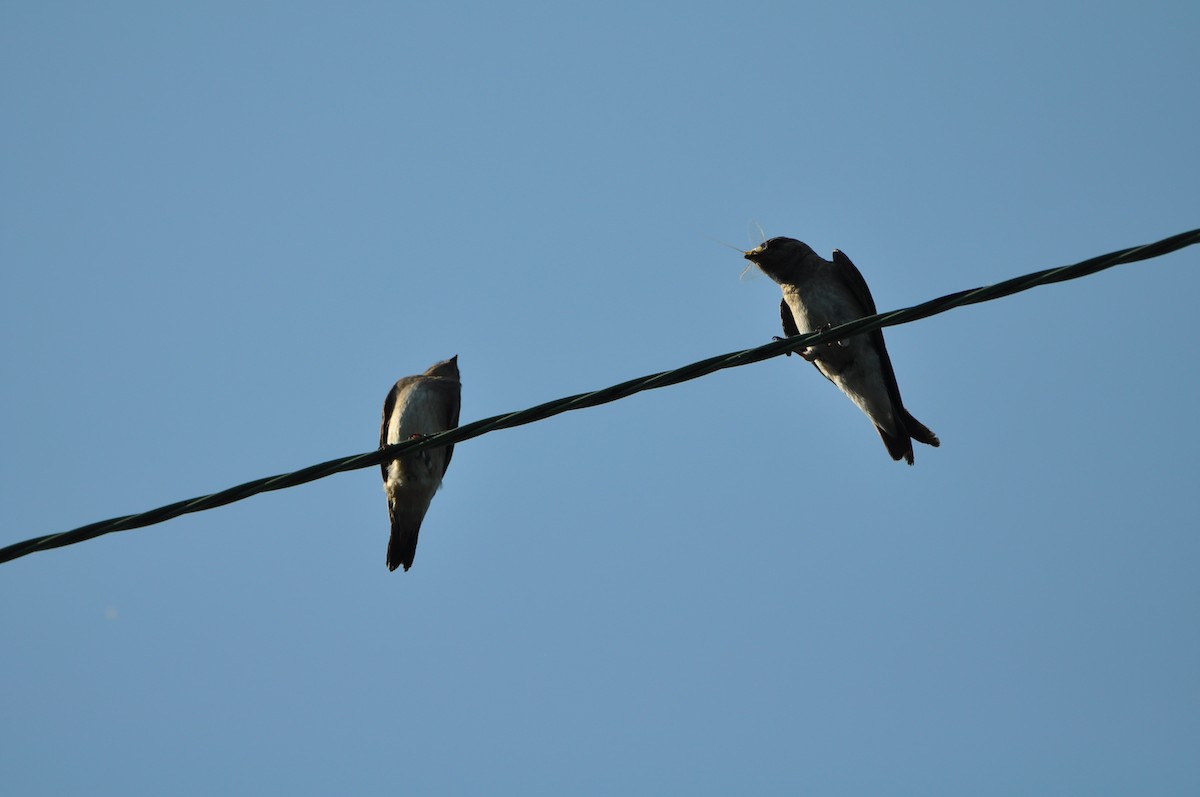 Northern Rough-winged Swallow - ML620672774