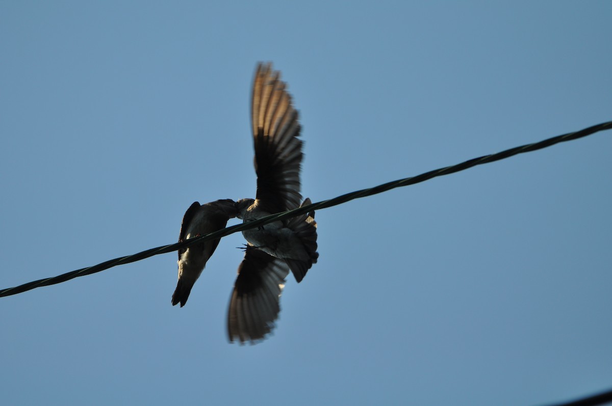 Northern Rough-winged Swallow - ML620672775