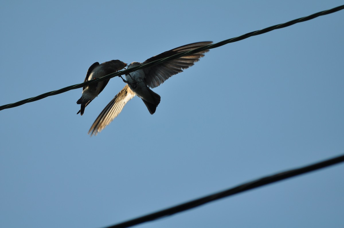 Northern Rough-winged Swallow - David Argent