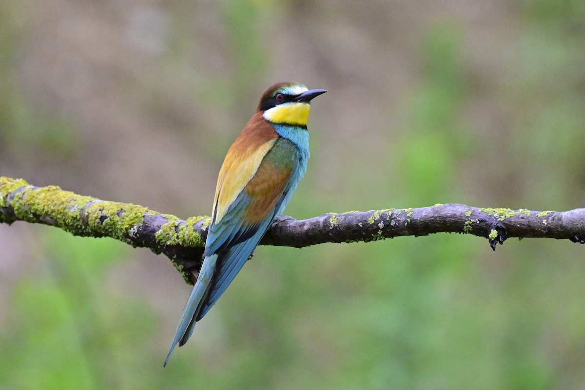 vlha pestrá - ML620672780