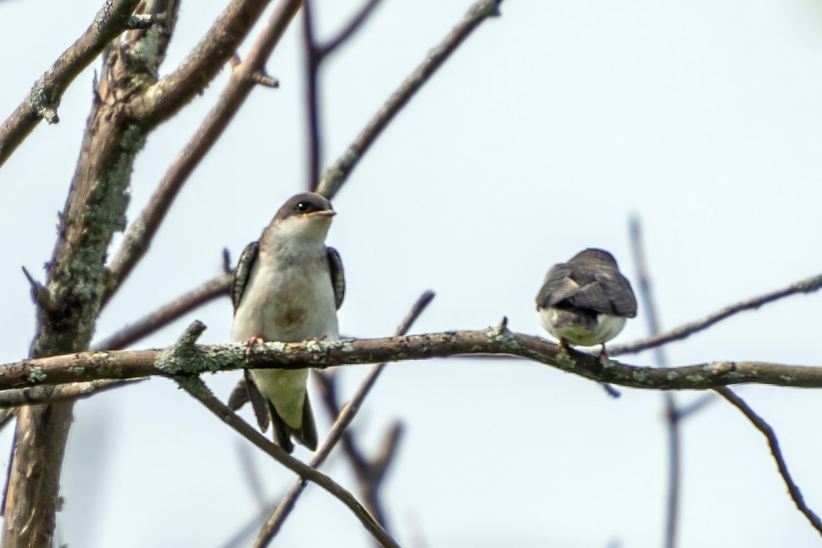 Golondrina Bicolor - ML620672781