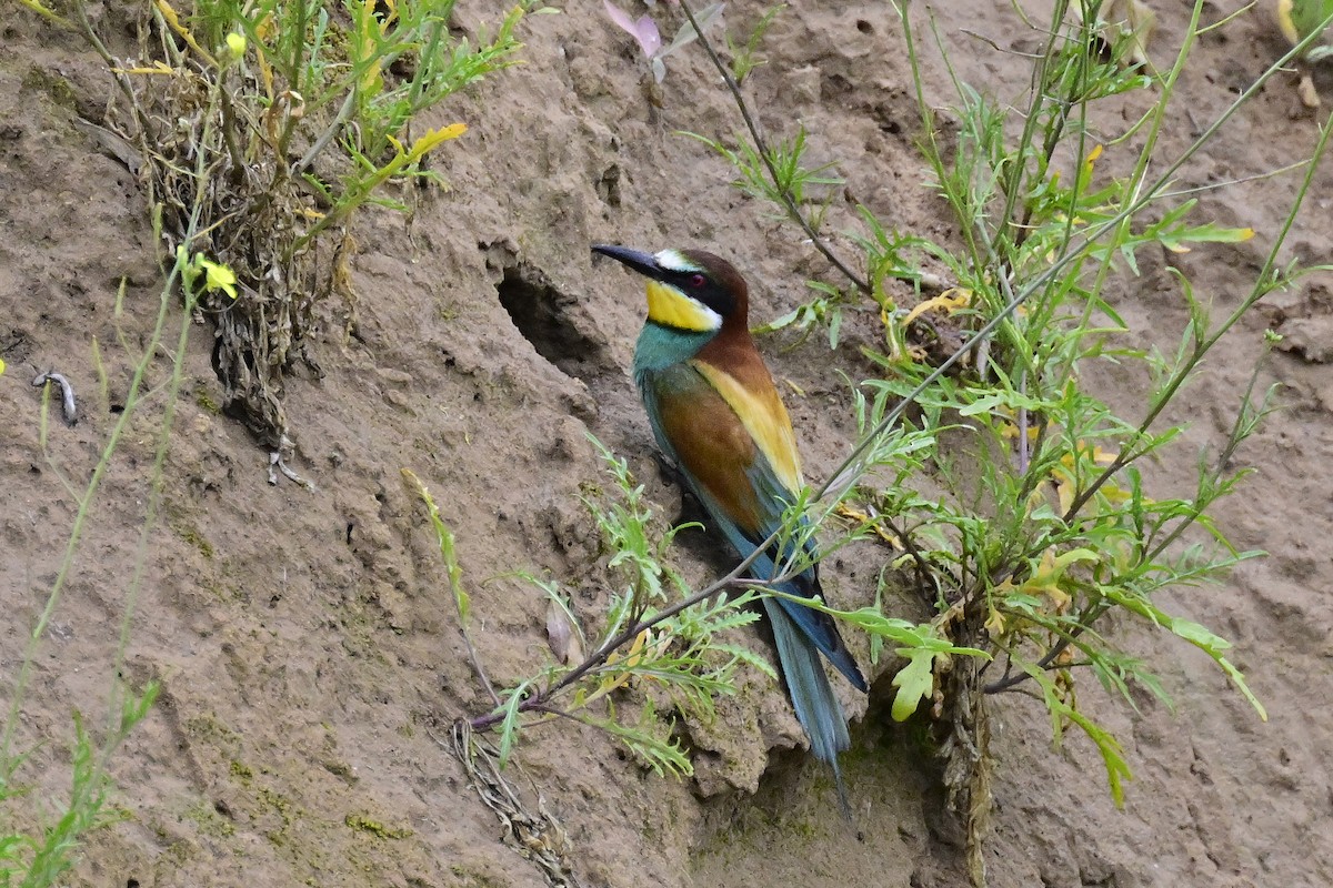 European Bee-eater - ML620672782