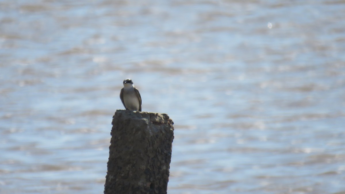 White-rumped Swallow - ML620672783