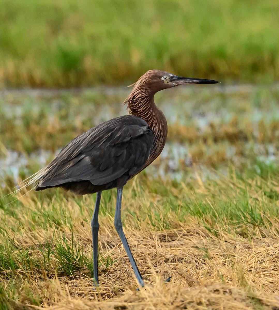 Reddish Egret - ML620672784