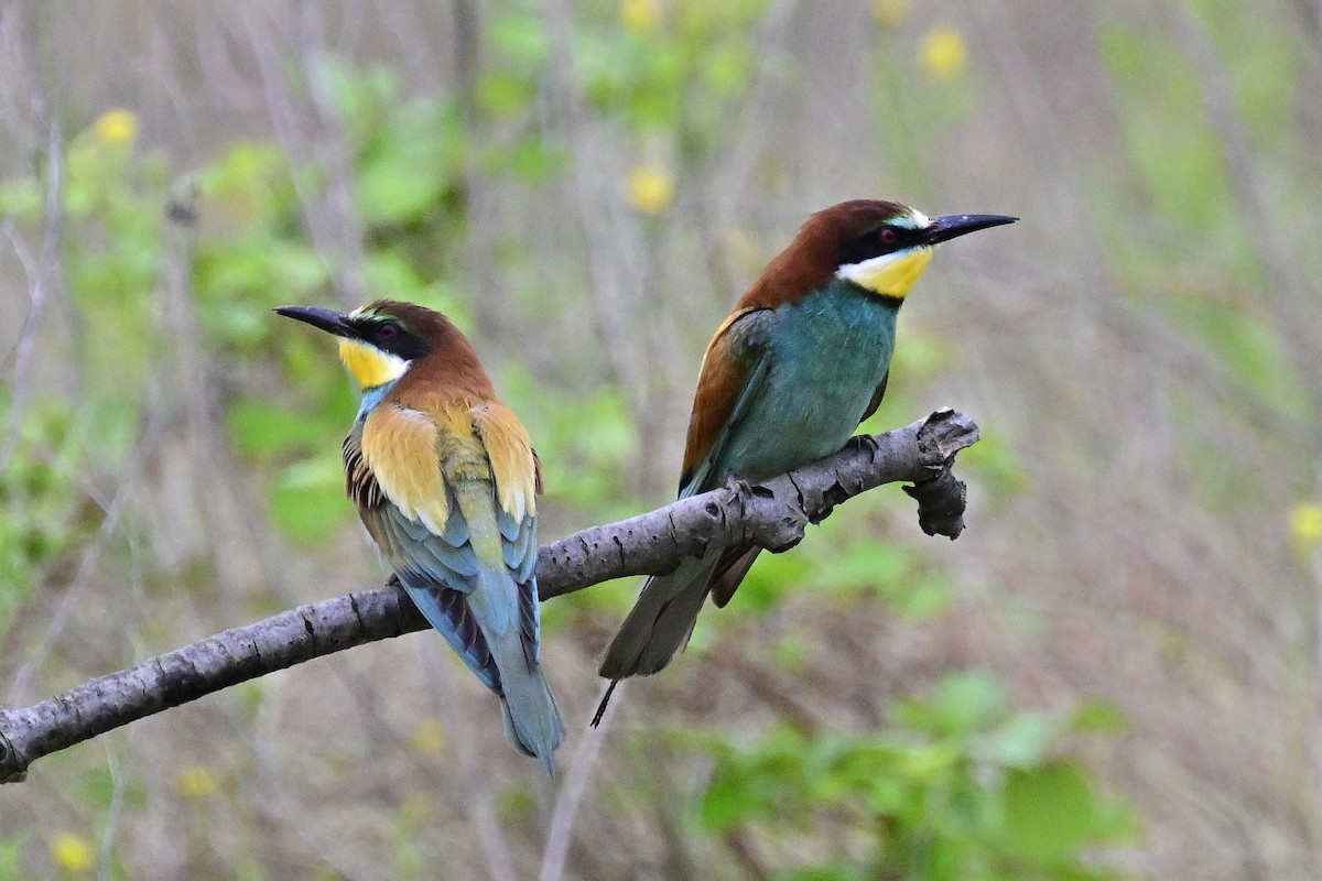 vlha pestrá - ML620672785