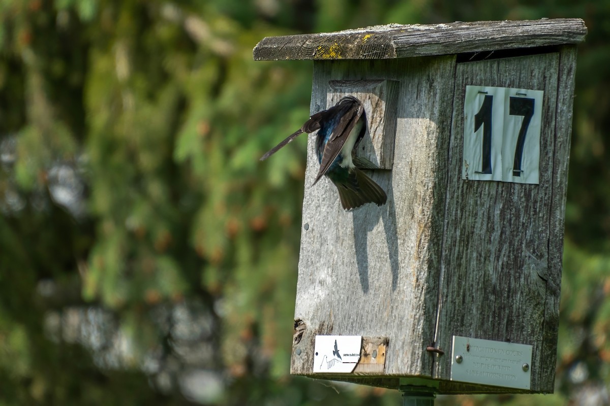 Tree Swallow - ML620672786