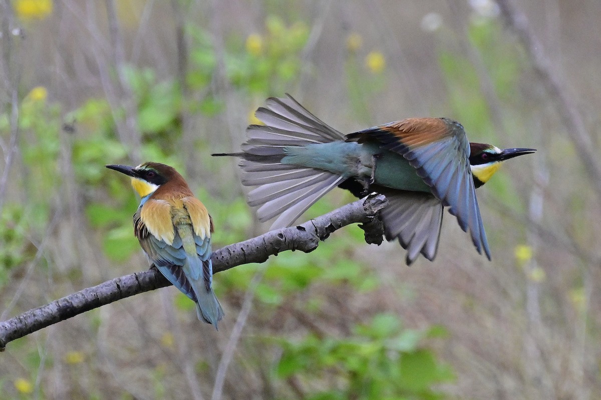 vlha pestrá - ML620672787