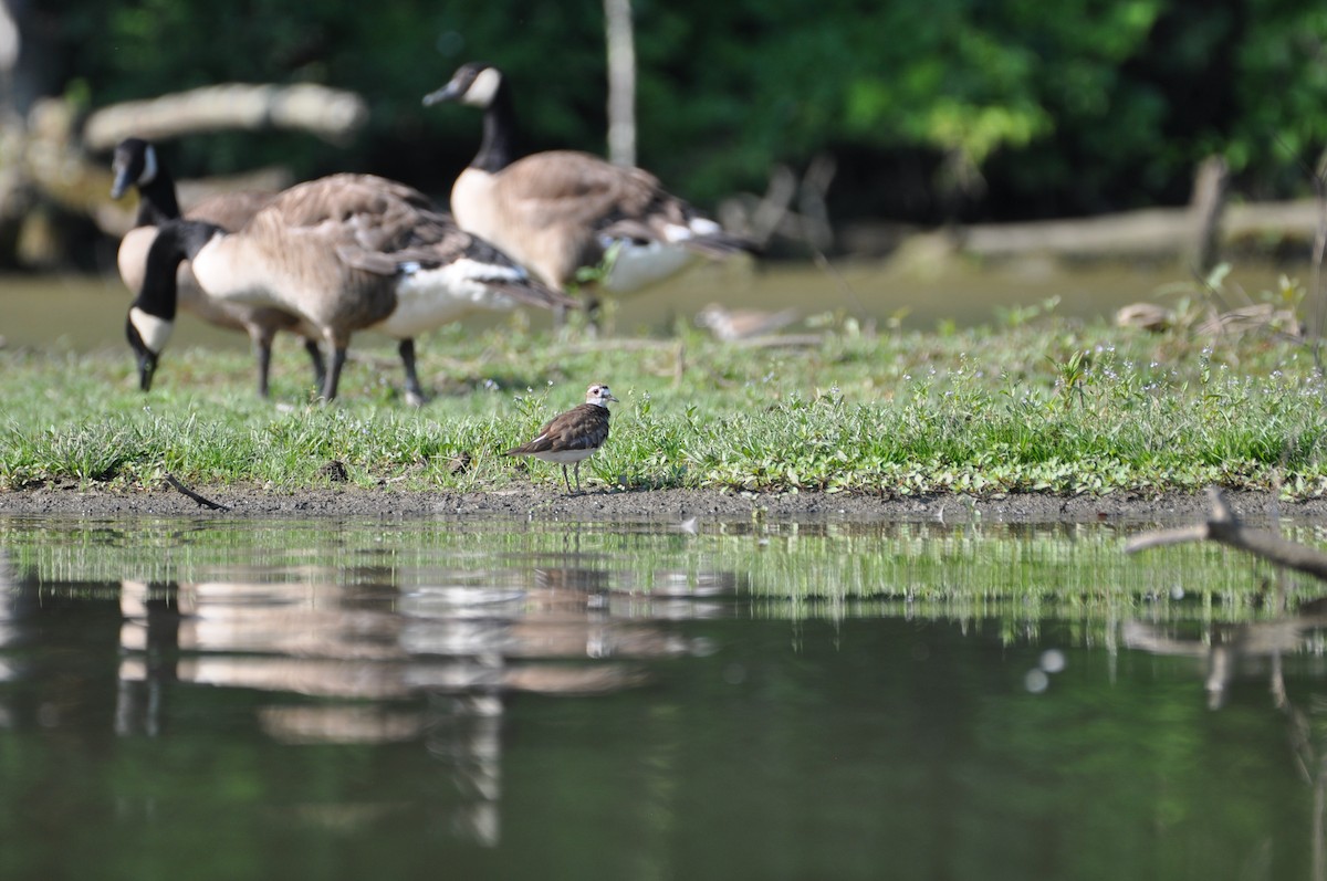 Canada Goose - ML620672790