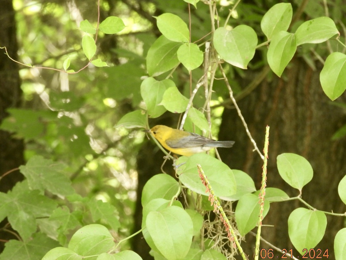 Prothonotary Warbler - ML620672793