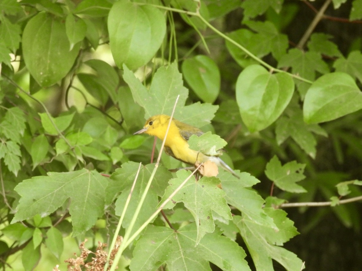 Prothonotary Warbler - ML620672794